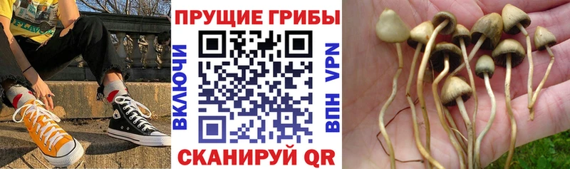 Галлюциногенные грибы Psilocybine cubensis  Джанкой 